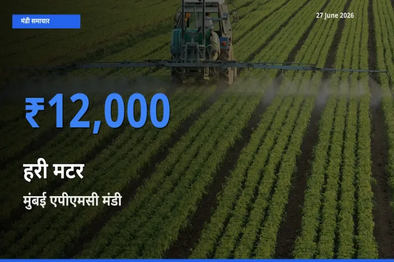 टॉप मंडी बना मुंबई एपीएमसी! हरी मटर के सबसे ऊँचे दाम यहीं दर्ज