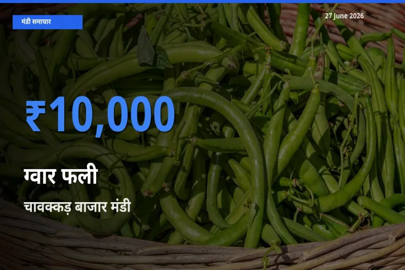 चावक्कड़ बाजार मंडी में ग्वार फली ₹10,000 पर पहुँचा – आज का सर्वोच्च भाव