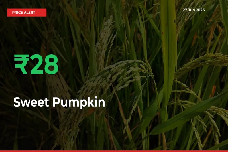 Sweet Pumpkin Mandi Rate Today: Prices Jump 27.53% at Market