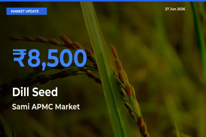 Sami APMC Records Highest ₹8,500 Rate for Dill Seed