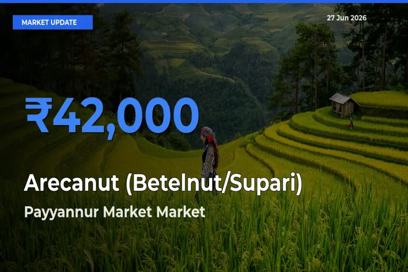 Payyannur Market Tops Arecanut (Betelnut/Supari) Mandi Rates Today