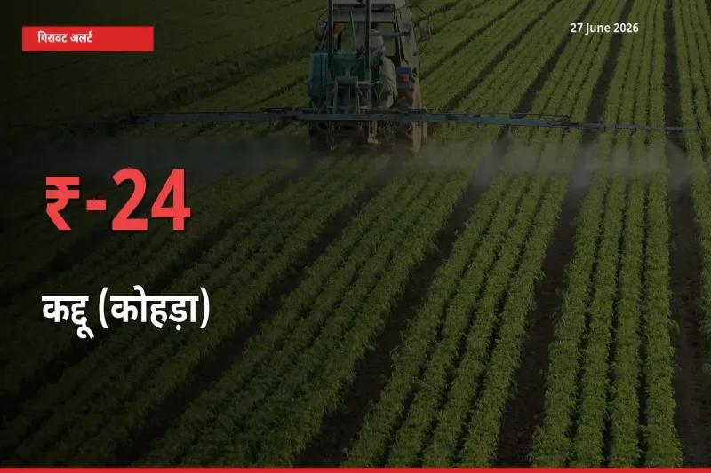 आज का मंडी भाव: कद्दू (कोहड़ा) के दाम मंडी में 24.47% नीचे