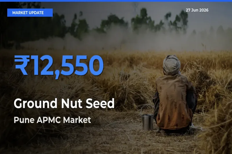 Pune APMC Tops Ground Nut Seed Mandi Rates Today