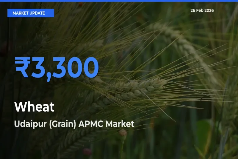 Udaipur (Grain) APMC Leads as Top Mandi for Wheat Prices