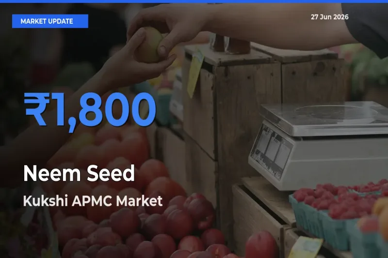 Top Performer! Kukshi APMC Offers Best Neem Seed Price Today