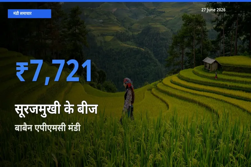 आज का मंडी भाव: सूरजमुखी के बीज के सबसे ज़्यादा दाम बाबैन एपीएमसी में