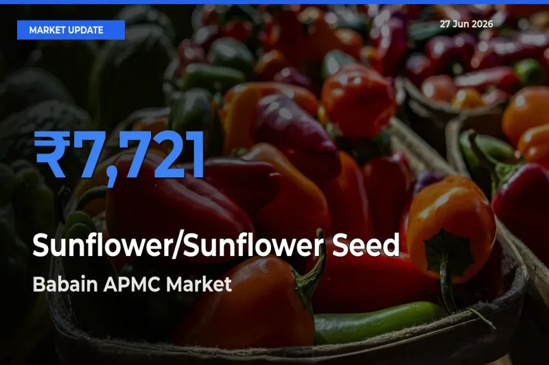 Farmers Prefer Babain APMC as Sunflower/Sunflower Seed Hits Highest Rate