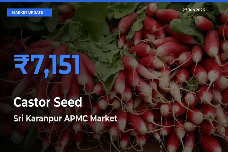 Sri Karanpur APMC Tops Castor Seed Mandi Rates Today