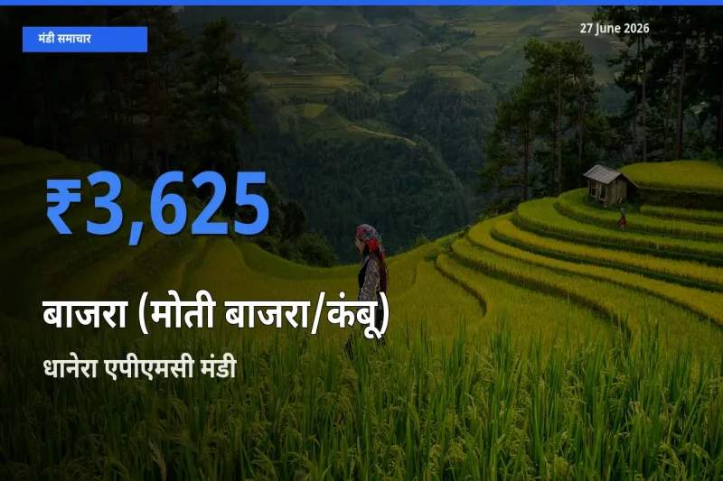धानेरा एपीएमसी मंडी में आज बाजरा (मोती बाजरा/कंबू) के सबसे ऊँचे दाम दर्ज