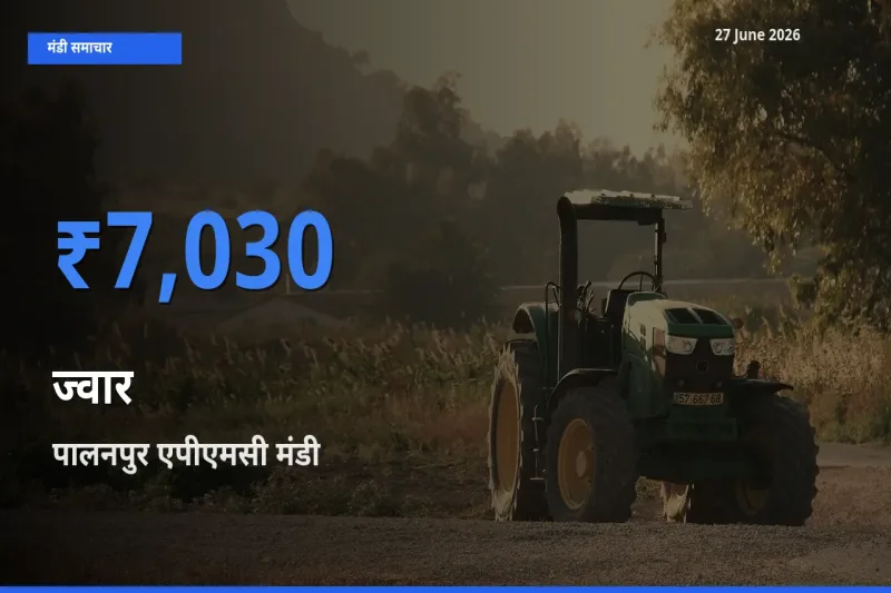 पालनपुर एपीएमसी में ज्वार का आज सबसे ऊँचा भाव