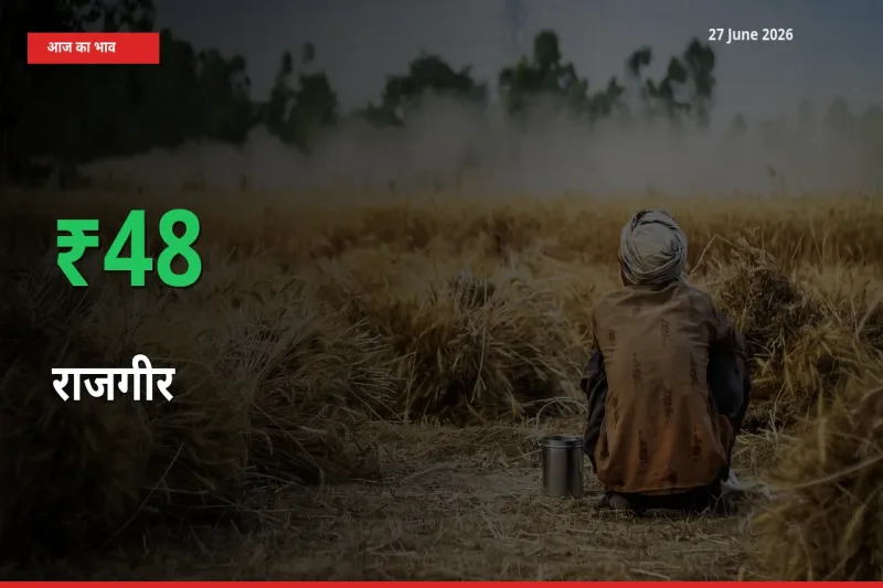 स्थानीय मंडी में राजगीर के दाम अचानक 47.8% उछले, किसान सतर्क