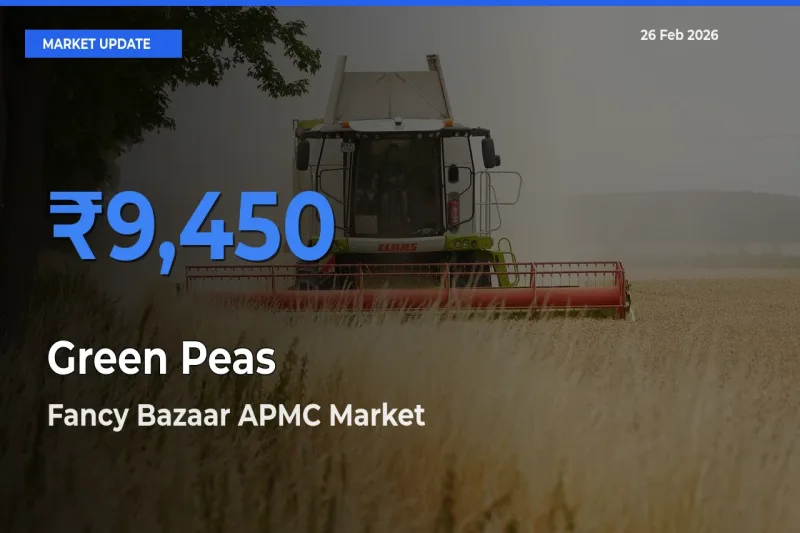 Fancy Bazaar APMC Tops Green Peas Rates – February 26 Market Update