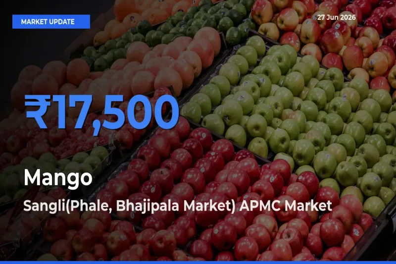 Sangli(Phale, Bhajipala Market) APMC Leads as Top Mandi for Mango Prices