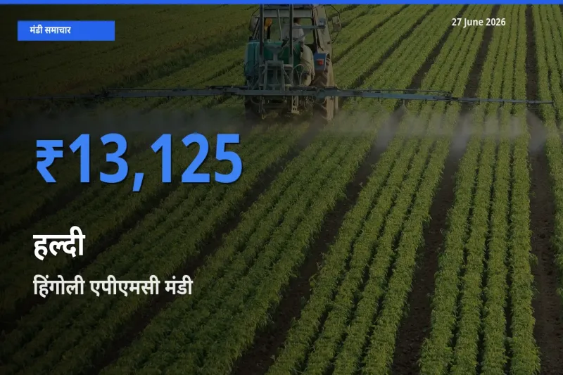आज हल्दी के सबसे ऊँचे दाम ₹13,125 हिंगोली एपीएमसी मंडी में