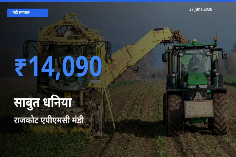 किसानों की पसंद बना राजकोट एपीएमसी, साबुत धनिया के सबसे अच्छे दाम