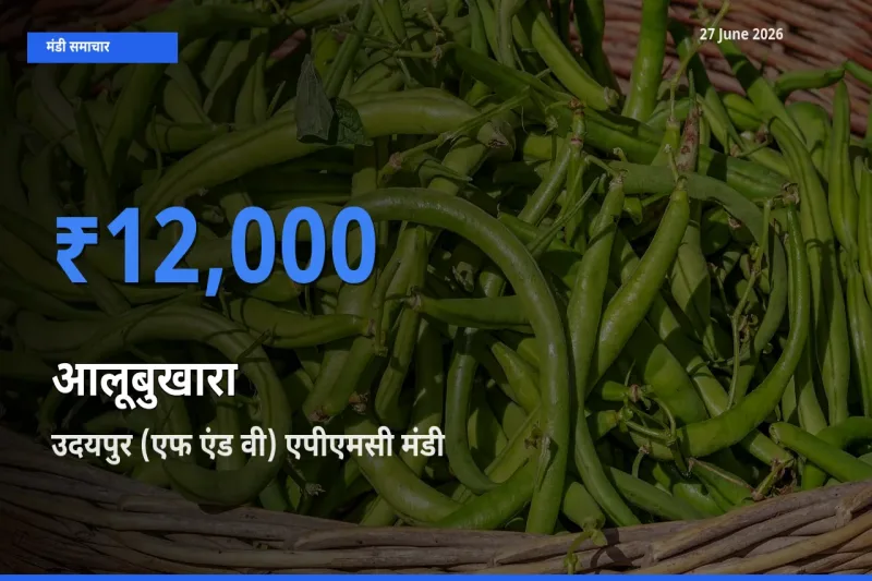 उदयपुर (एफ एंड वी) एपीएमसी मंडी में आलूबुखारा ₹12,000 पर पहुँचा – आज का सर्वोच्च भाव