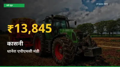 30 दिनों में सबसे ऊँचे स्तर पर कासनी के दाम, धानेरा एपीएमसी में उछाल
