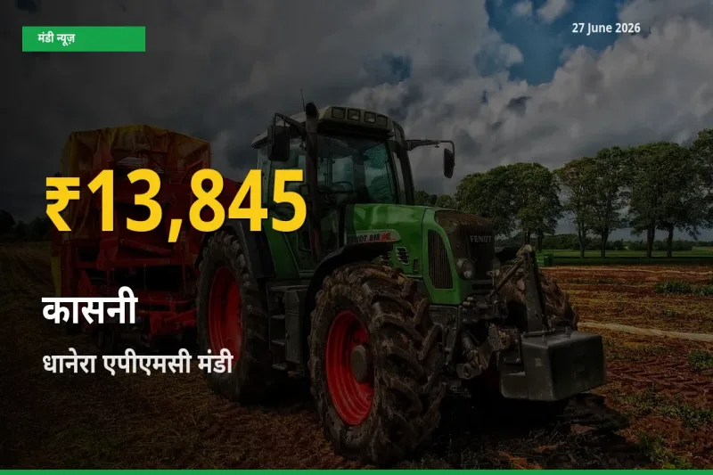 30 दिनों में सबसे ऊँचे स्तर पर कासनी के दाम, धानेरा एपीएमसी में उछाल
