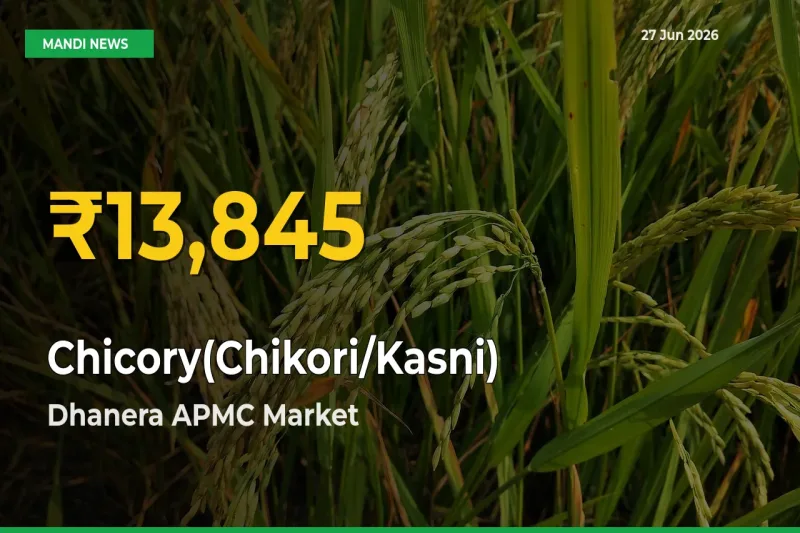 Chicory(Chikori/Kasni) Prices Soar to Record High in Dhanera APMC – Farmers Alert Today