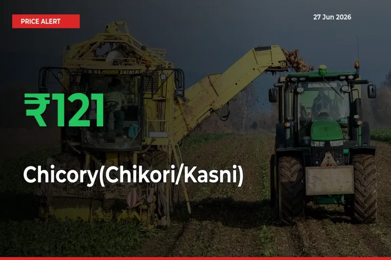 Sharp Jump! Chicory(Chikori/Kasni) Prices Climb 120.84% in 24 Hours at Key Mandis