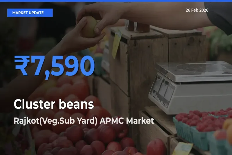 Rajkot(Veg.Sub Yard) APMC Leads as Top Mandi for Cluster beans Prices