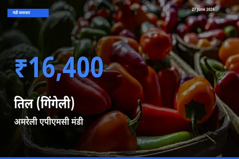 टॉप मंडी बना अमरेली एपीएमसी! तिल (गिंगेली) के सबसे ऊँचे दाम यहीं दर्ज