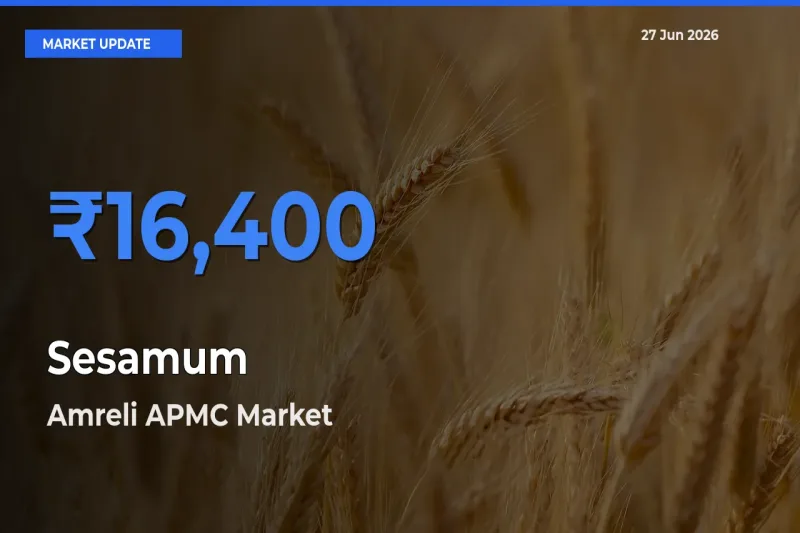 Amreli APMC Tops Sesamum Rates – June 27 Market Update