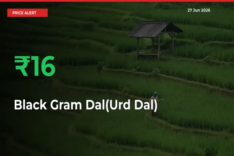 This Mandi Records 15.99% Jump in Black Gram Dal(Urd Dal) Prices