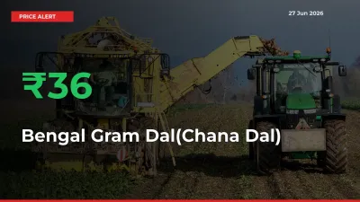 35.81% Spike in Bengal Gram Dal(Chana Dal) Prices – Mandi Sees Sudden Rally