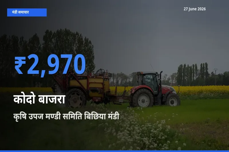 कृषि उपज मण्डी समिति बिछिया में कोदो बाजरा का आज सबसे ऊँचा भाव