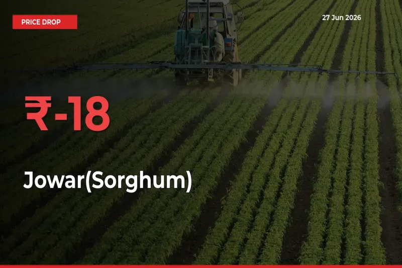17.77% Drop in Jowar(Sorghum) Prices – Mandi Sees Sudden Fall
