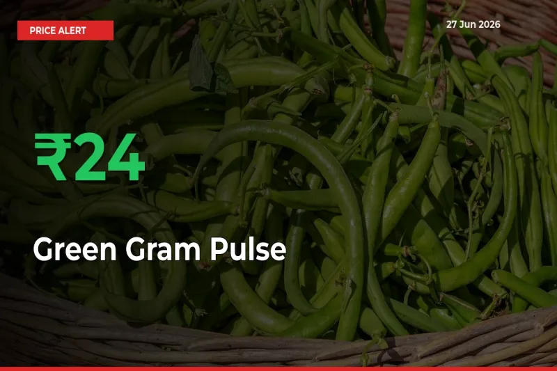 Big Rally! Green Gram Pulse Climbs 23.87% in 24 Hours at Top Mandis