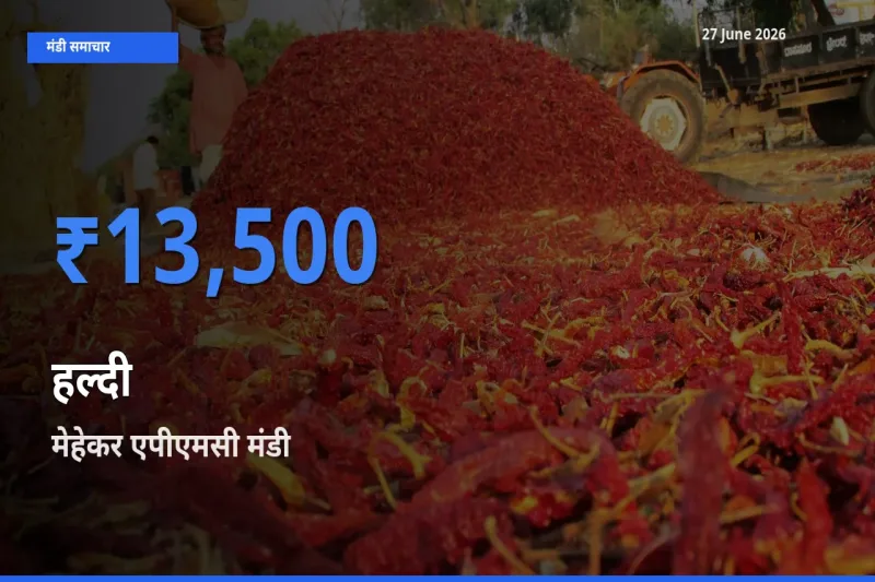 टॉप मंडी बना मेहेकर एपीएमसी! हल्दी के सबसे ऊँचे दाम यहीं दर्ज