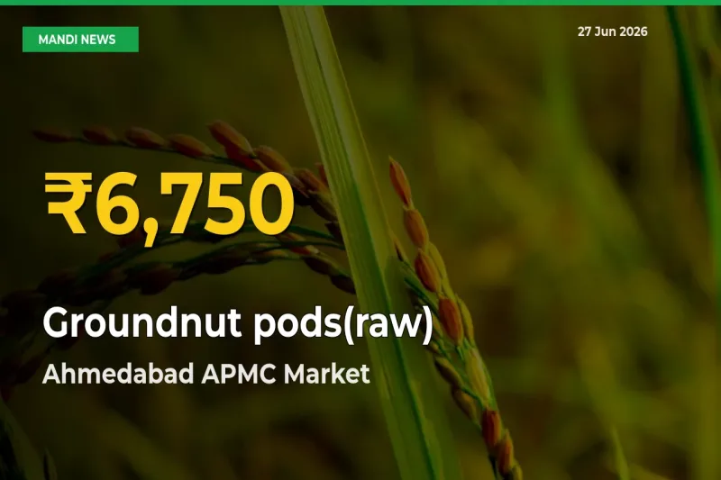 Groundnut pods(raw) Hits Fresh High in Ahmedabad APMC Today