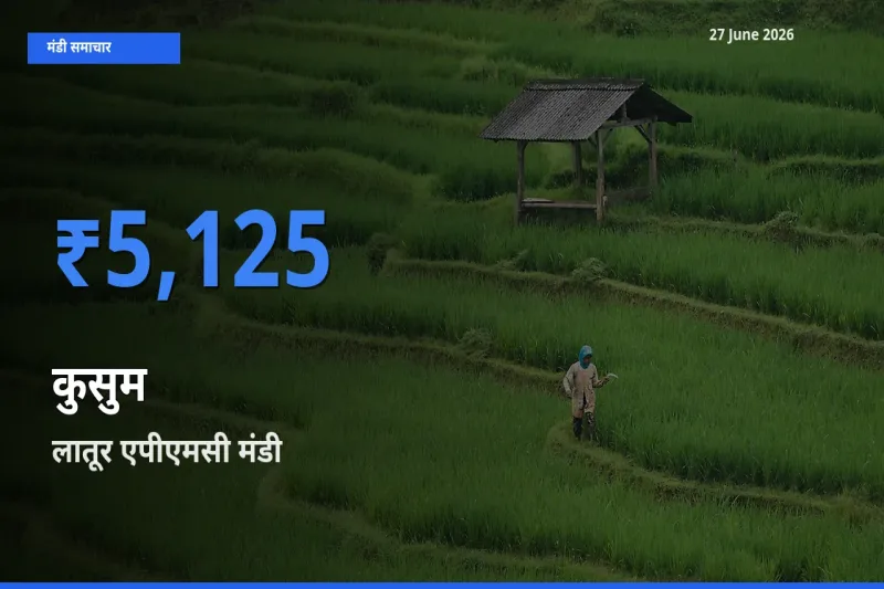 लातूर एपीएमसी मंडी में कुसुम ₹5,125 पर पहुँचा – आज का सर्वोच्च भाव