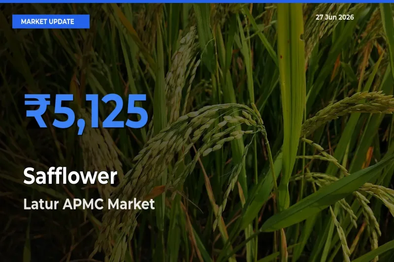 Farmers Prefer Latur APMC as Safflower Hits Highest Rate