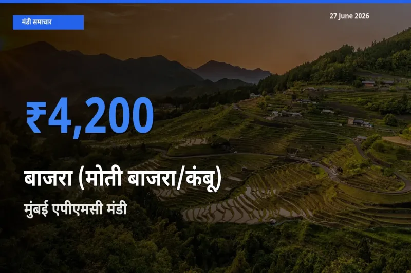 आज बाजरा (मोती बाजरा/कंबू) के सबसे ज़्यादा दाम मुंबई एपीएमसी मंडी में दर्ज