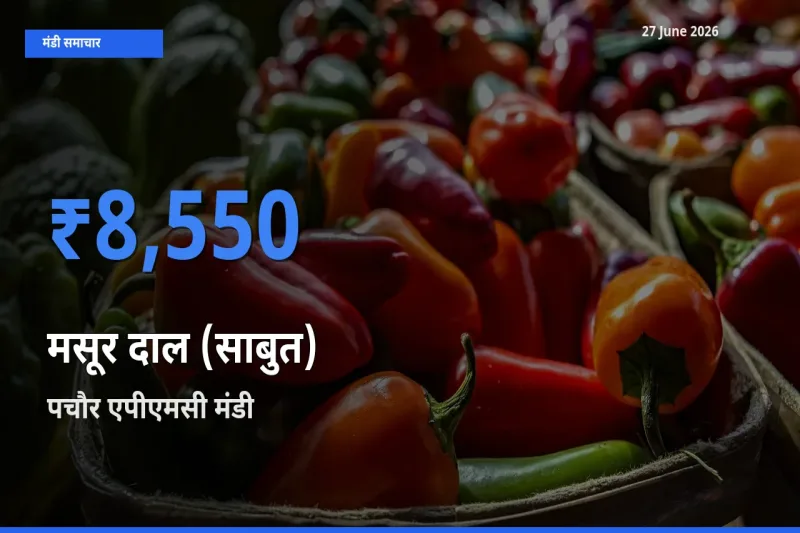 पचौर एपीएमसी में मसूर दाल (साबुत) का आज सबसे ऊँचा भाव