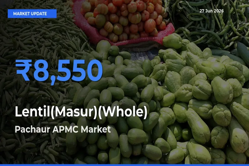 Lentil(Masur)(Whole) Mandi Rate Today: Pachaur APMC Tops the List