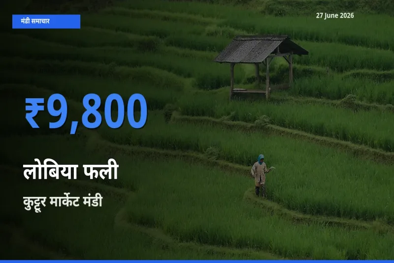 आज लोबिया फली के सबसे ज़्यादा दाम कुट्टूर मार्केट मंडी में दर्ज