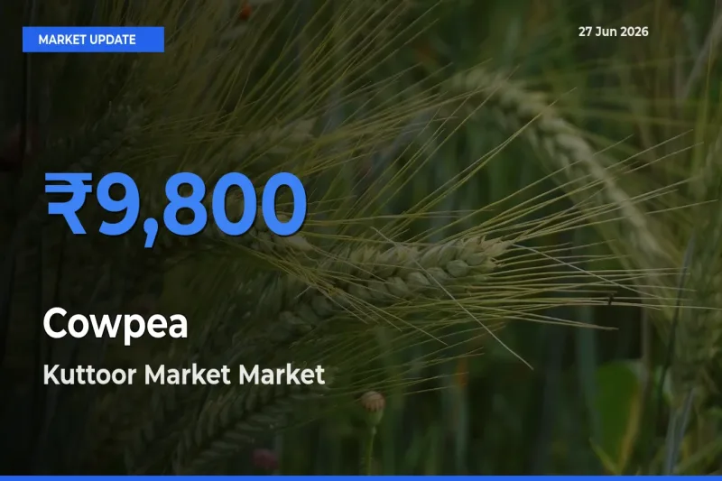 Market Watch: Kuttoor Market Becomes Top Mandi for Cowpea