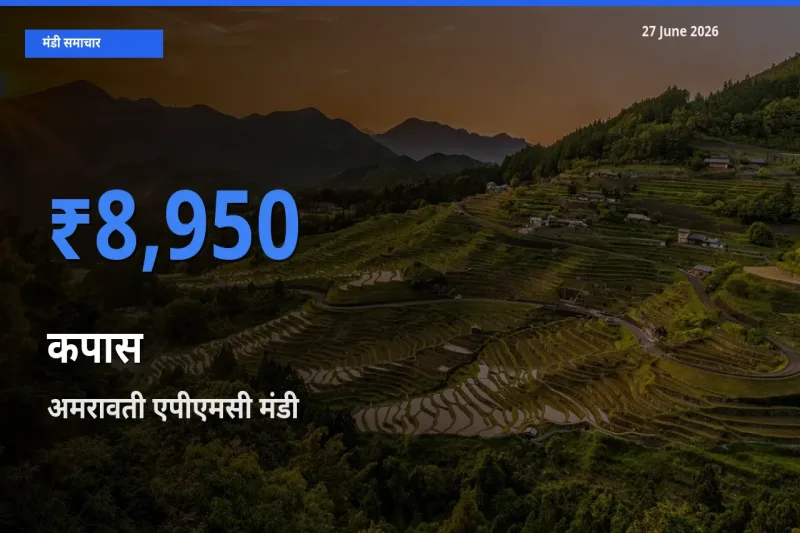 अमरावती एपीएमसी मंडी में आज कपास के सबसे ऊँचे दाम दर्ज