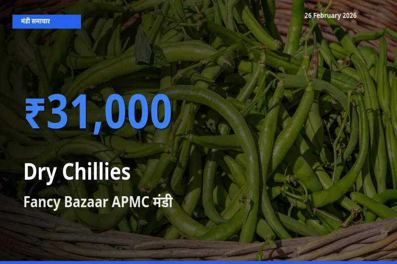 Fancy Bazaar APMC में Dry Chillies का आज सबसे ऊँचा भाव