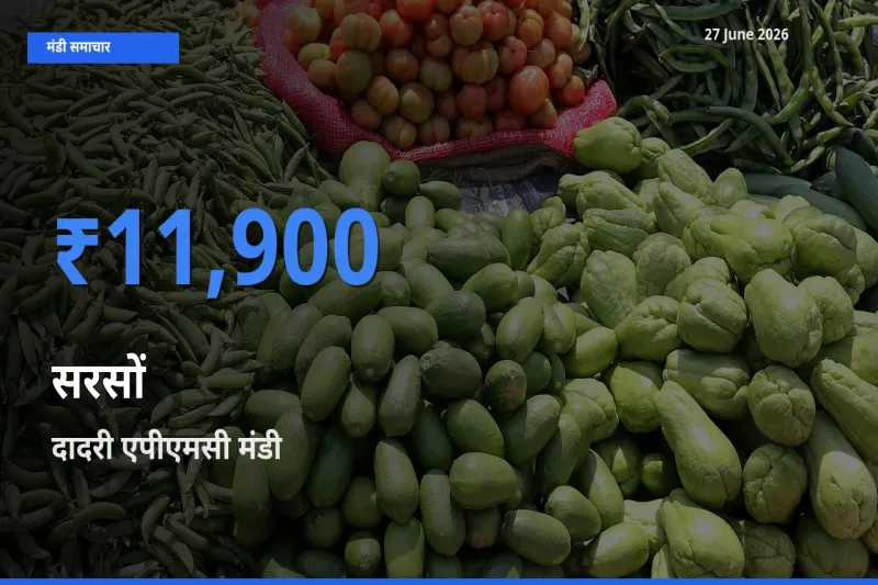 दादरी एपीएमसी मंडी में आज सरसों के सबसे ऊँचे दाम दर्ज