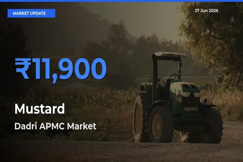 Dadri APMC Tops Mustard Rates – June 27 Market Update
