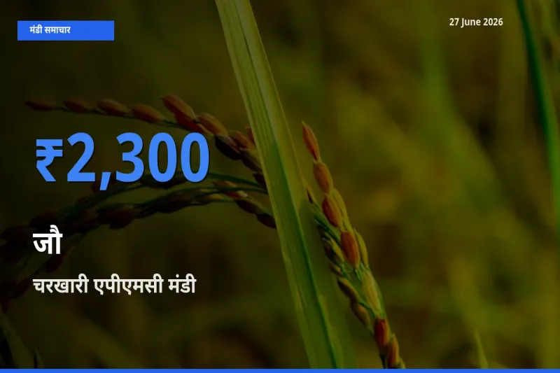 चरखारी एपीएमसी मंडी में जौ ₹2,300 पर पहुँचा – आज का सर्वोच्च भाव