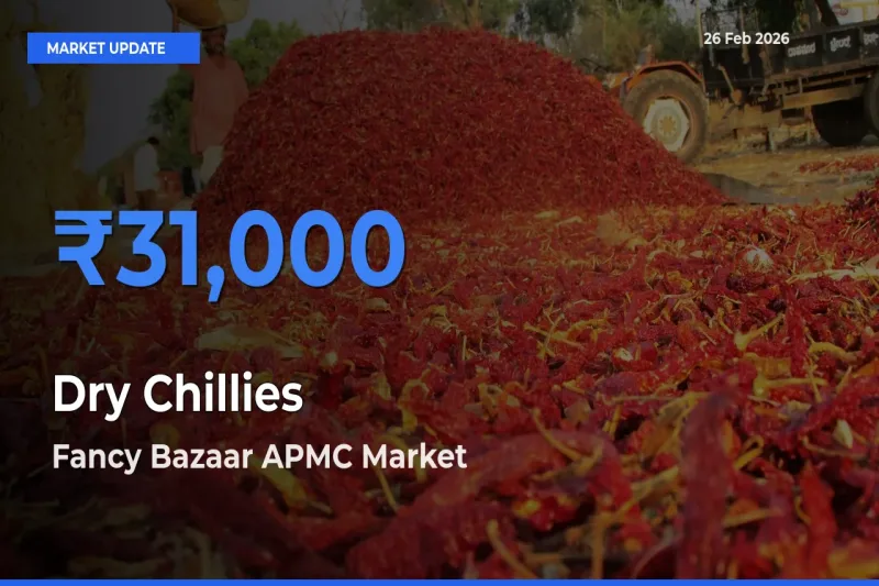 Fancy Bazaar APMC Emerges as Top Mandi for Dry Chillies Prices Today
