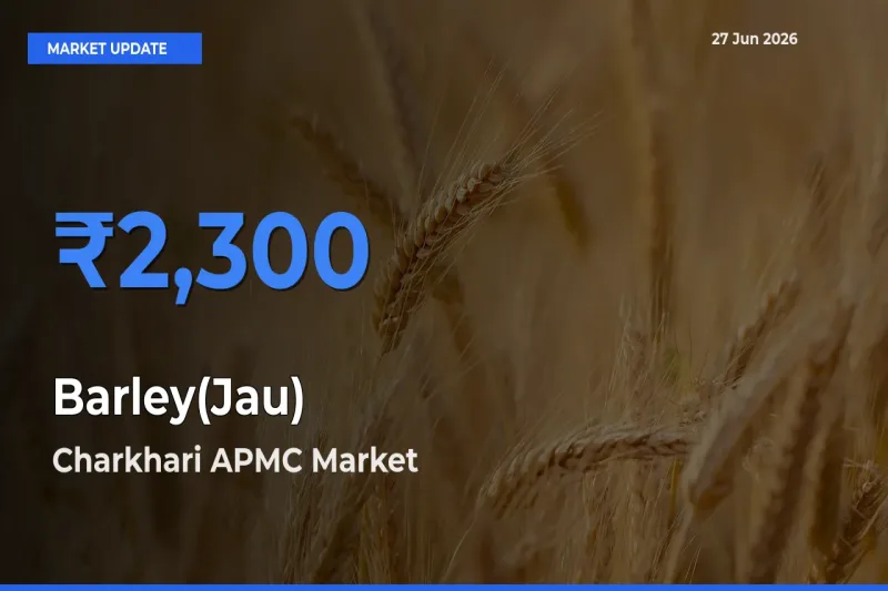 Charkhari APMC Leads as Top Mandi for Barley(Jau) Prices