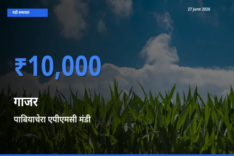बाज़ार संकेत: पाबियाचेरा एपीएमसी बना गाजर के लिए आज की टॉप मंडी