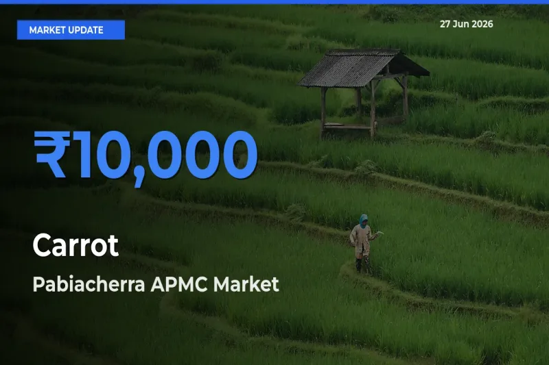 Pabiacherra APMC Tops Carrot Mandi Rates Today